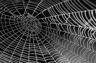 What Is Internal Links? - spider web